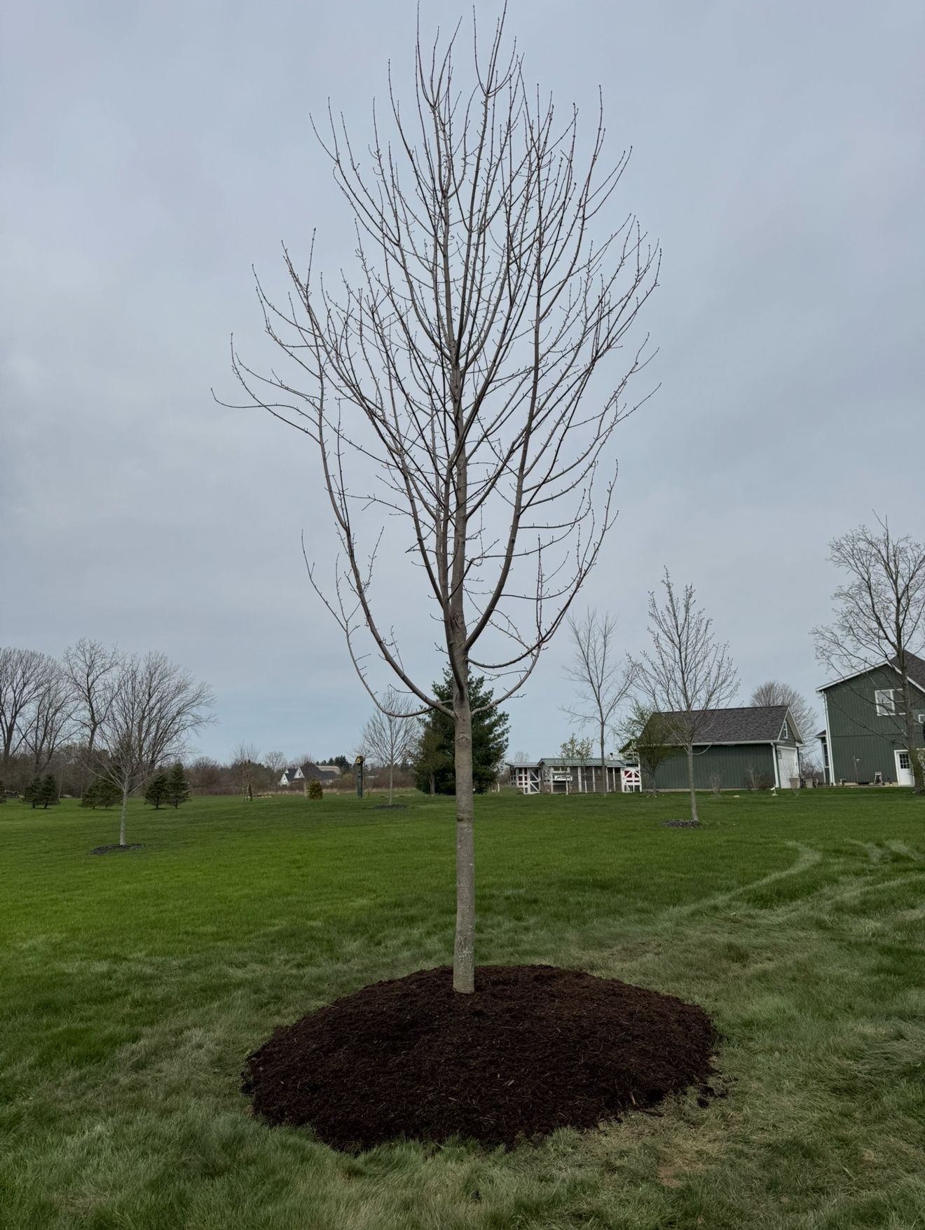 Shade Tree Planting