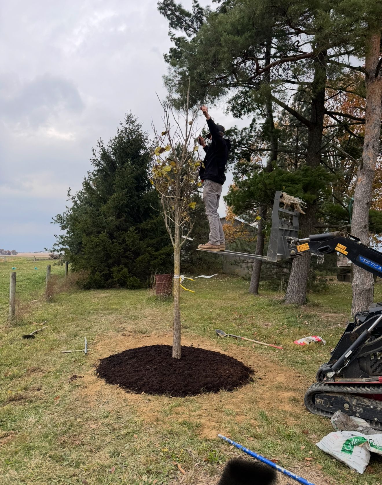 Mulched Tree Install